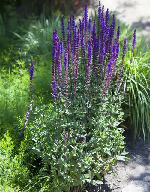 Salvia nemorosa