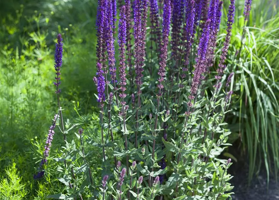 Salvia nemorosa