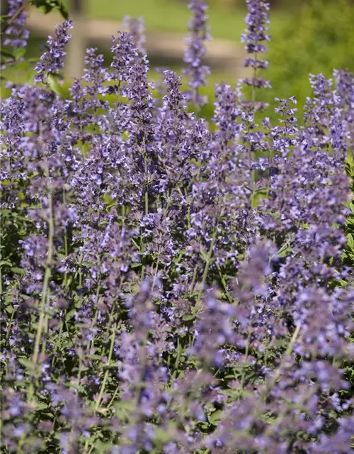 Salvia nemorosa