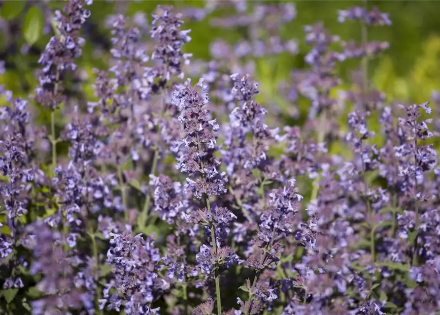 Salvia nemorosa