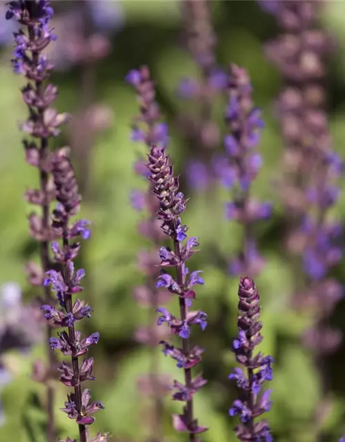 Salvia nemorosa