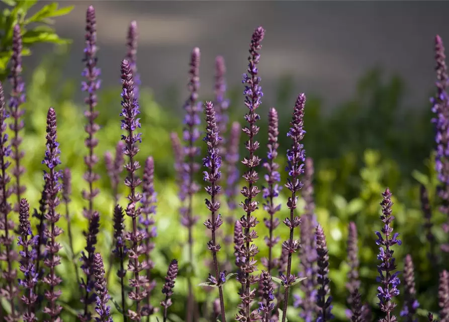 Salvia nemorosa