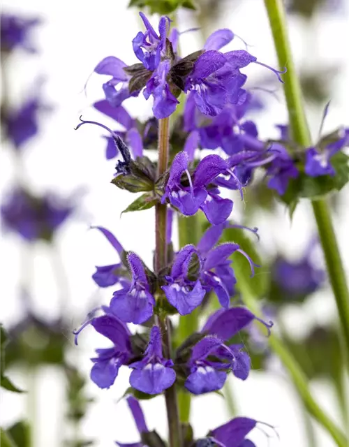 Salvia nemorosa