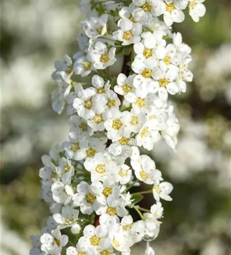 Spiraea x cinerea