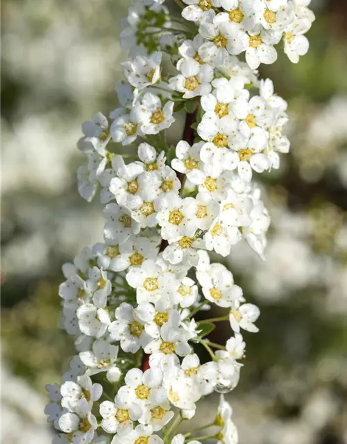 Spiraea x cinerea