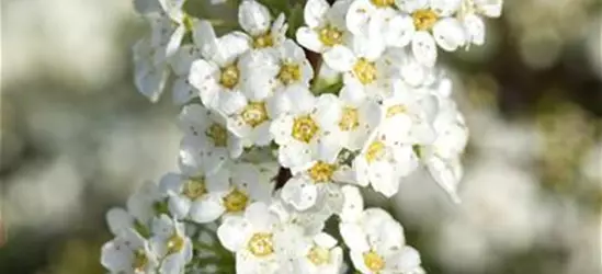 Spiraea x cinerea