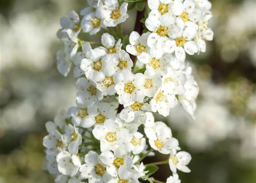 Spiraea x cinerea