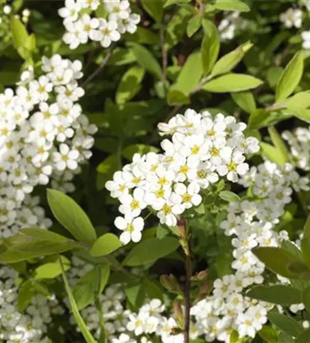 Spiraea x cinerea 'Grefsheim'