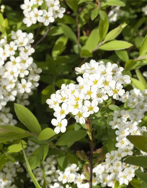 Spiraea x cinerea