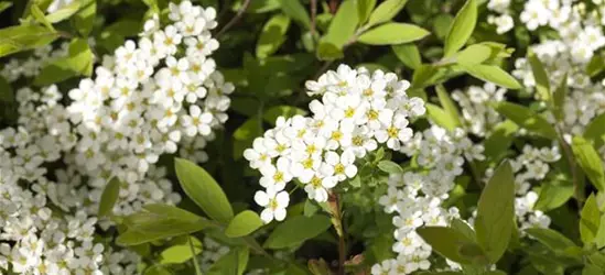 Spiraea x cinerea 'Grefsheim'