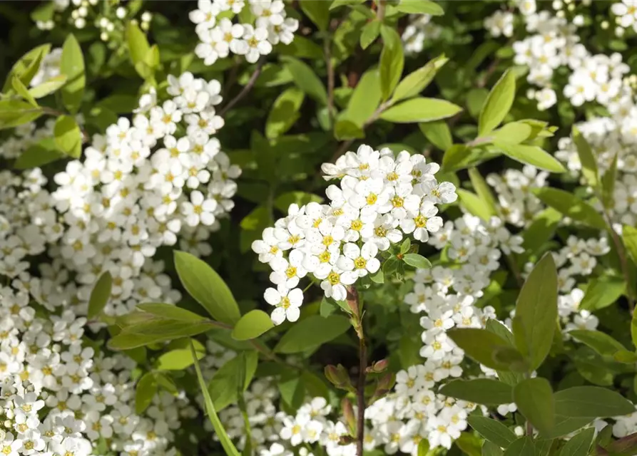 Spiraea x cinerea