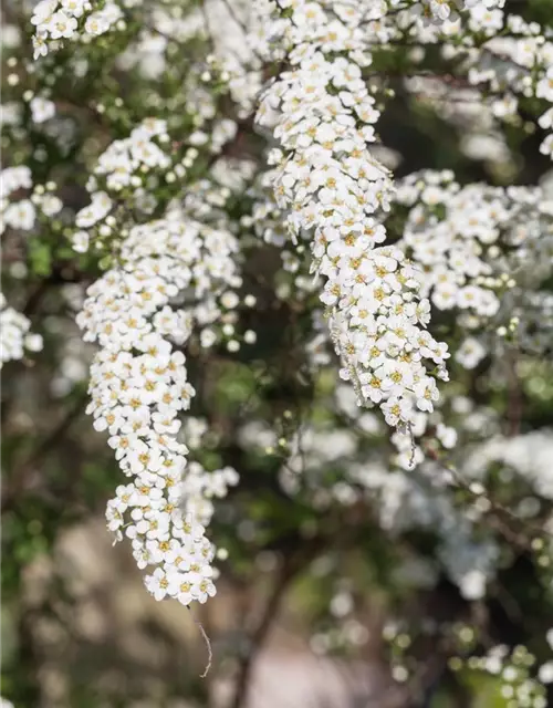 Spiraea x cinerea