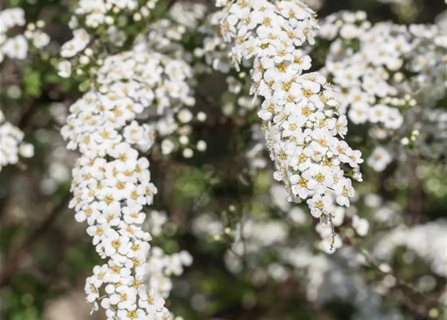 Spiraea x cinerea