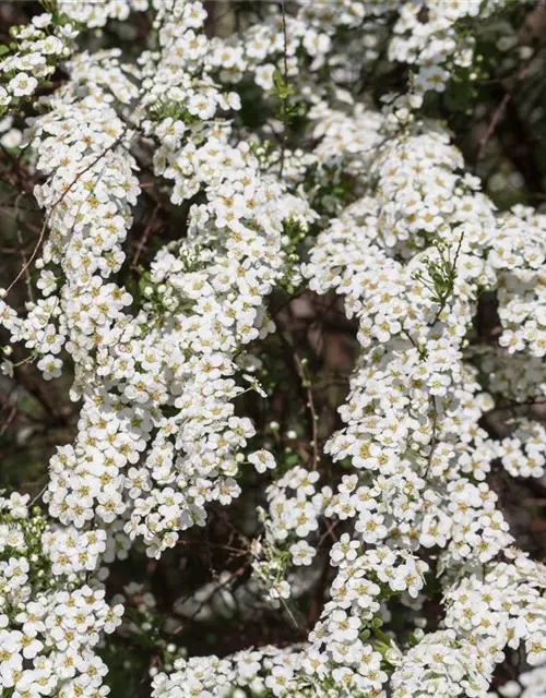 Spiraea x cinerea