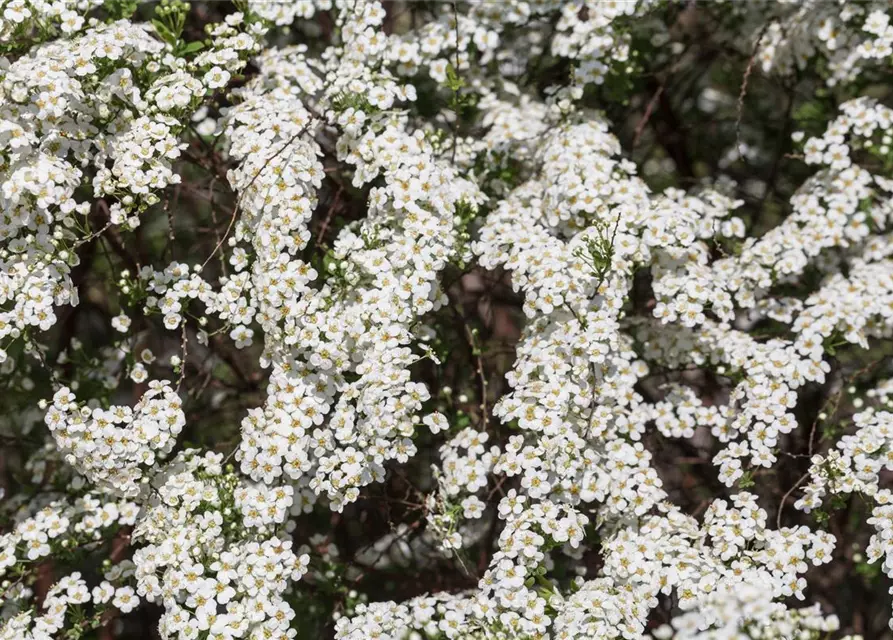 Spiraea x cinerea