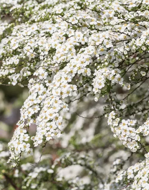 Spiraea x cinerea