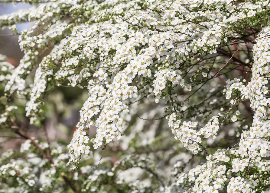 Spiraea x cinerea