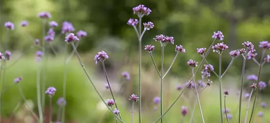 Verbena bonariensis