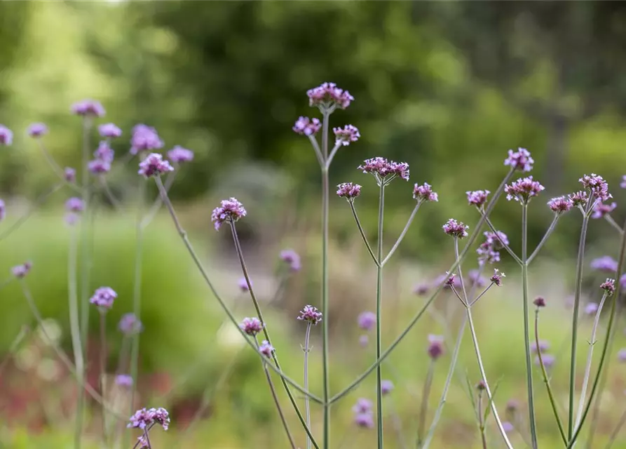 Verbena bonariensis