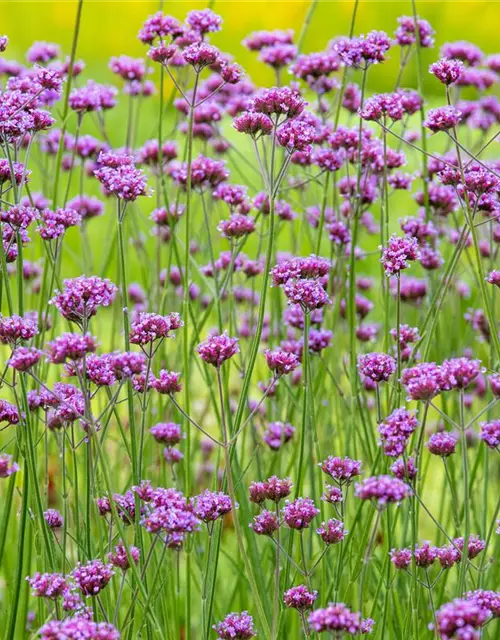 Verbena bonariensis