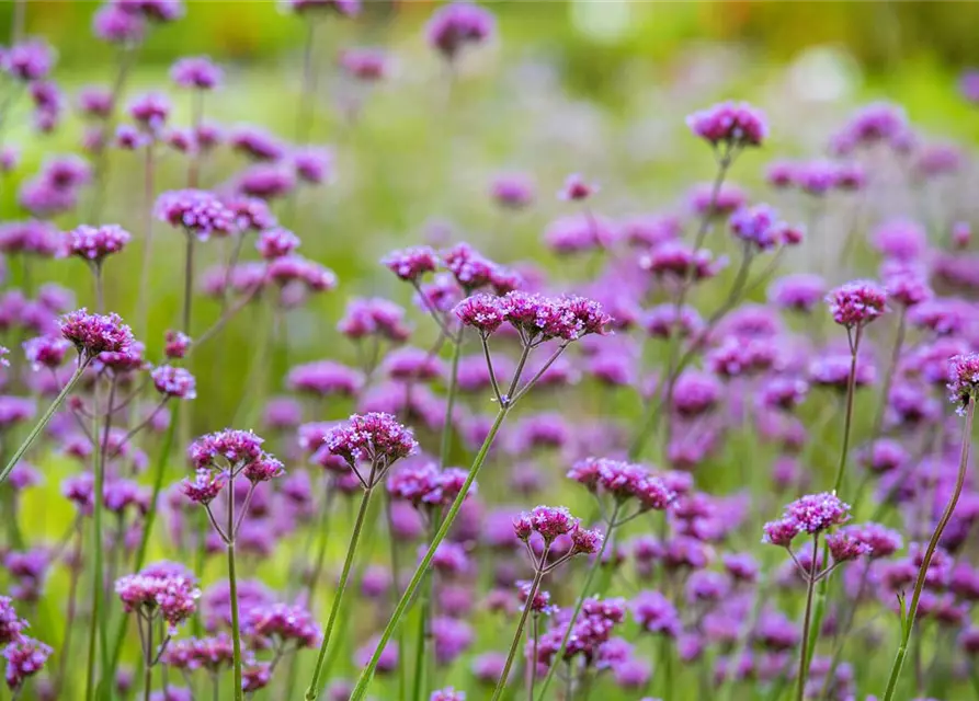 Verbena bonariensis