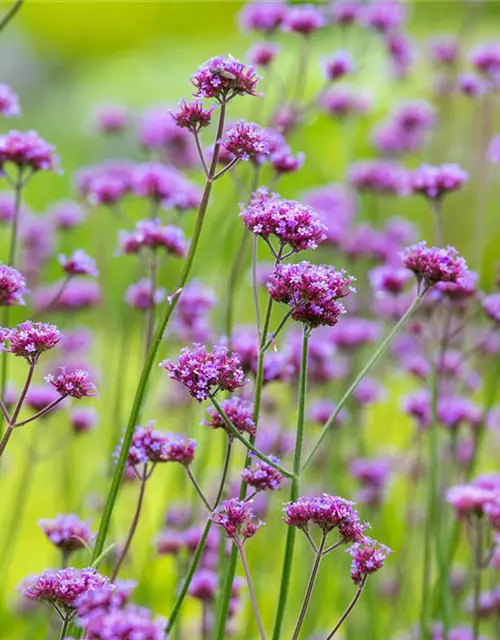 Verbena bonariensis