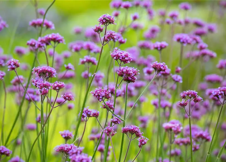 Verbena bonariensis