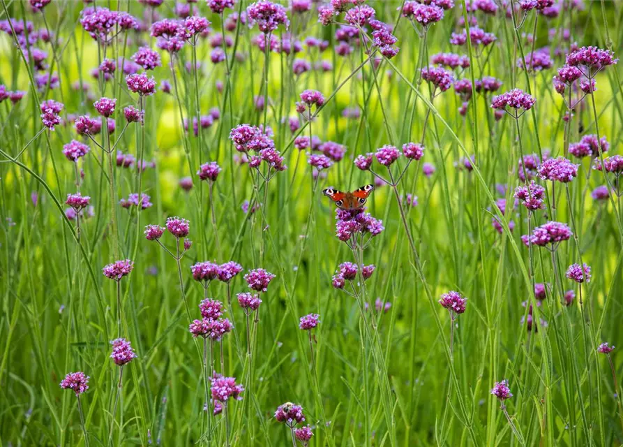 Verbena bonariensis