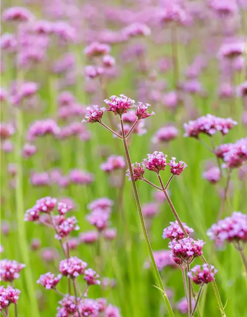 Verbena bonariensis