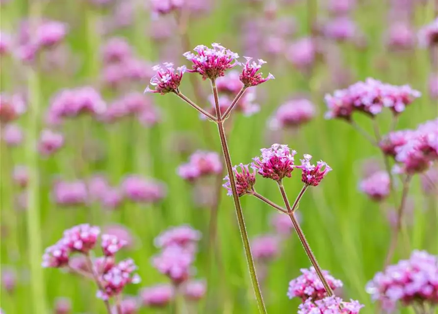 Verbena bonariensis