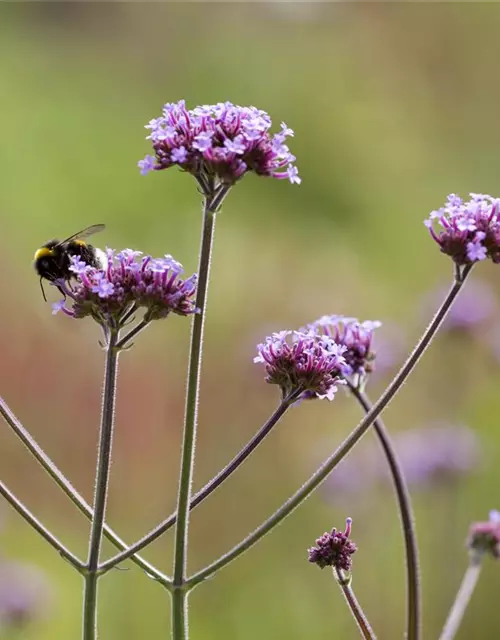 Verbena bonariensis