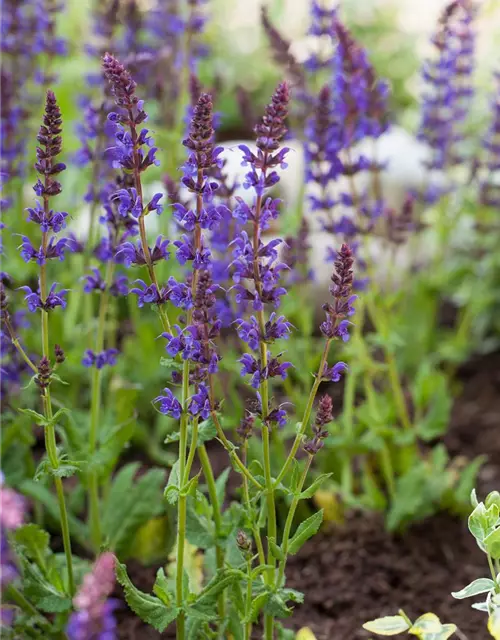 Salvia nemorosa 'Ostfriesland'