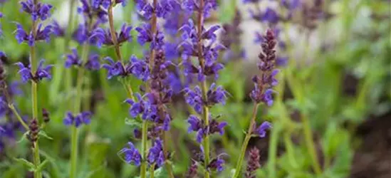 Salvia nemorosa 'Ostfriesland'