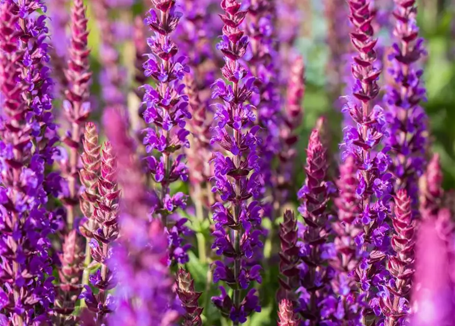 Salvia nemorosa 'Ostfriesland'