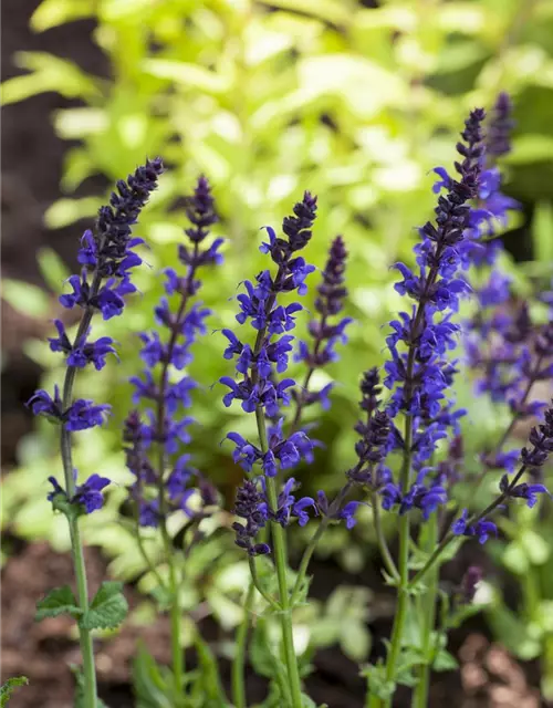 Salvia nemorosa 'Ostfriesland'