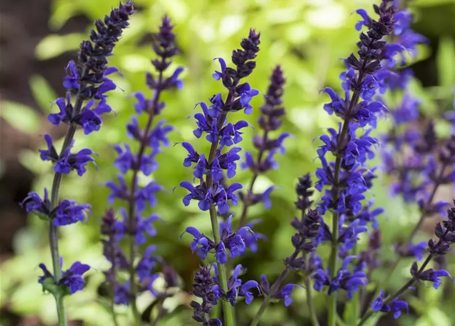 Salvia nemorosa 'Ostfriesland'