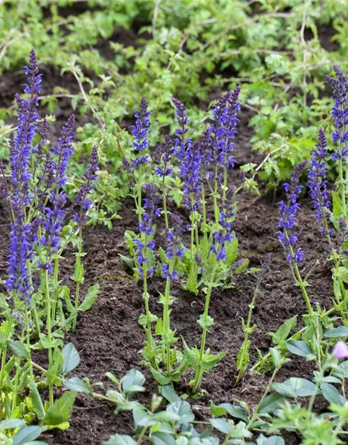 Salvia nemorosa 'Ostfriesland'