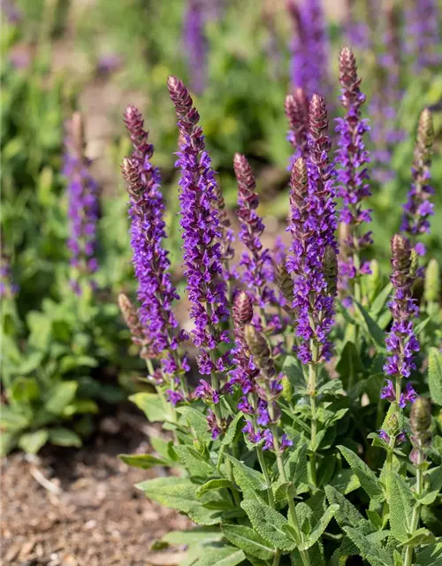 Salvia nemorosa 'Ostfriesland'