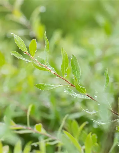 Spiraea x cinerea 'Grefsheim'