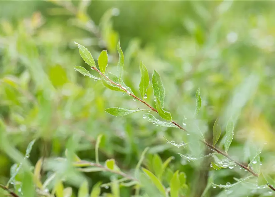 Spiraea x cinerea 'Grefsheim'