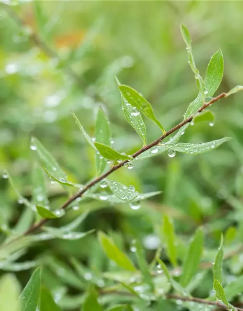 Spiraea x cinerea 'Grefsheim'