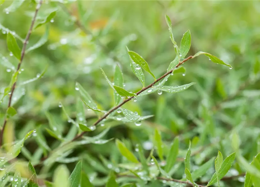 Spiraea x cinerea 'Grefsheim'