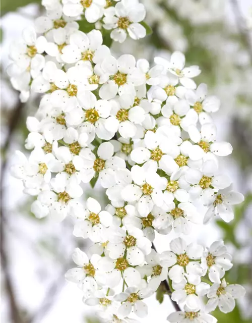 Spiraea x cinerea 'Grefsheim'