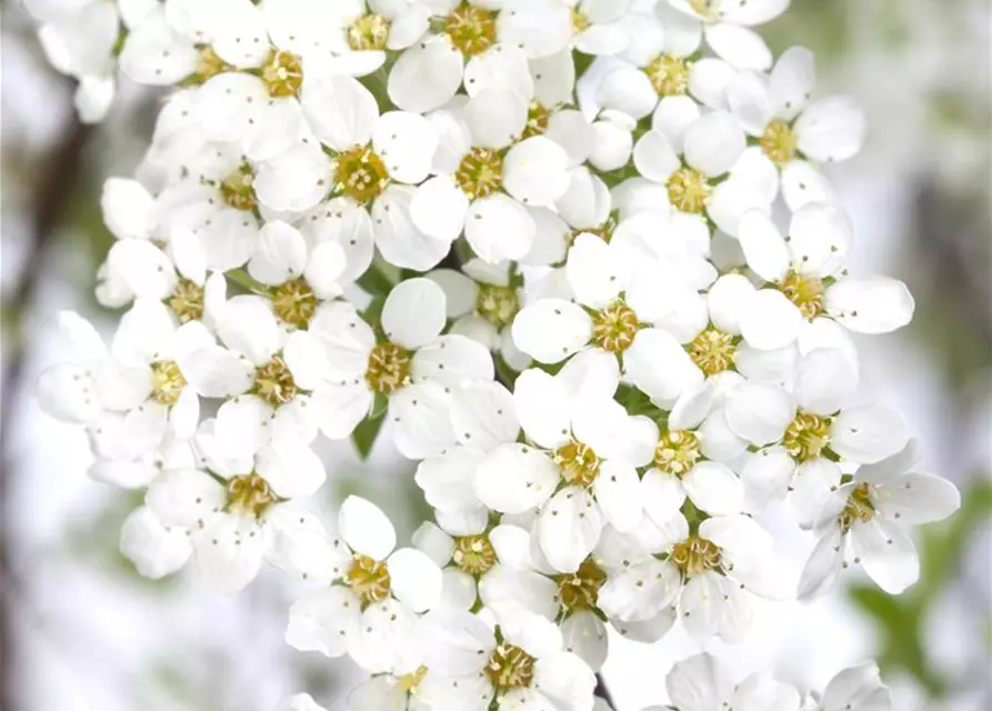 Spiraea x cinerea 'Grefsheim'