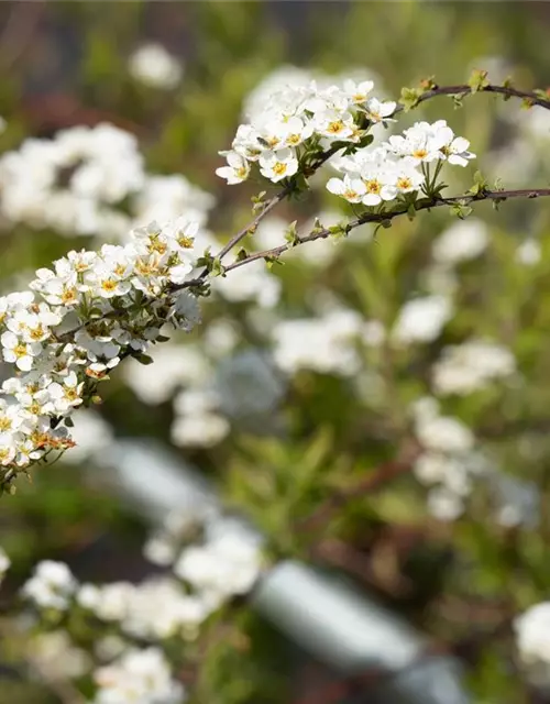 Spiraea x cinerea 'Grefsheim'