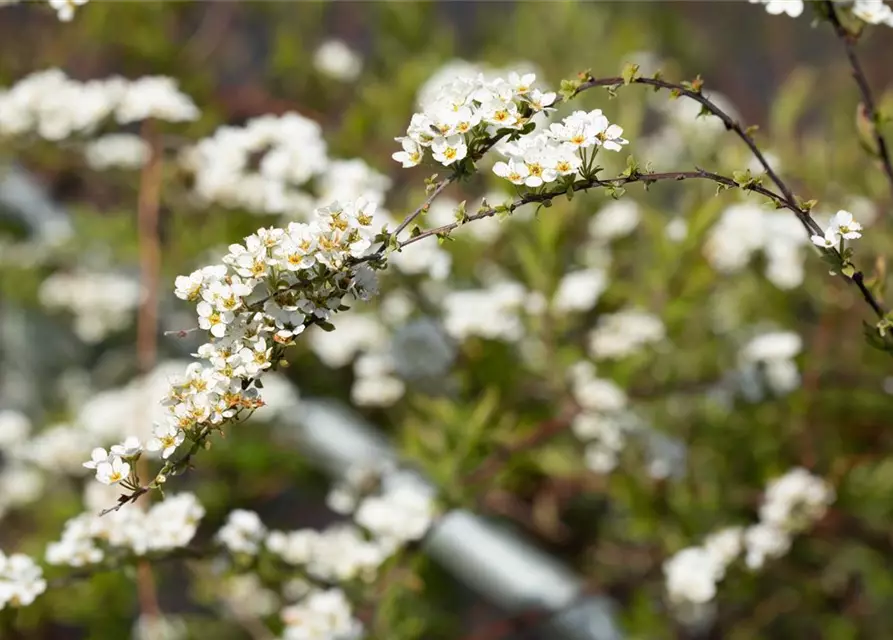 Spiraea x cinerea 'Grefsheim'