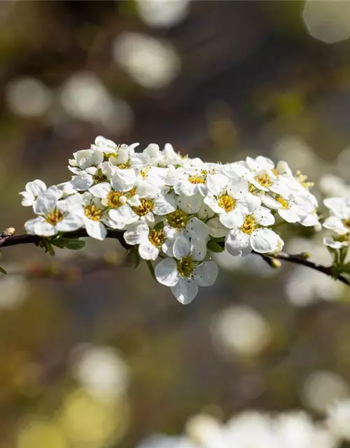 Spiraea x cinerea 'Grefsheim'