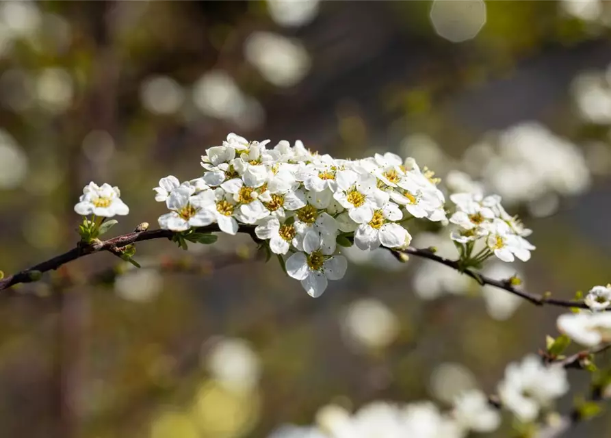 Spiraea x cinerea 'Grefsheim'