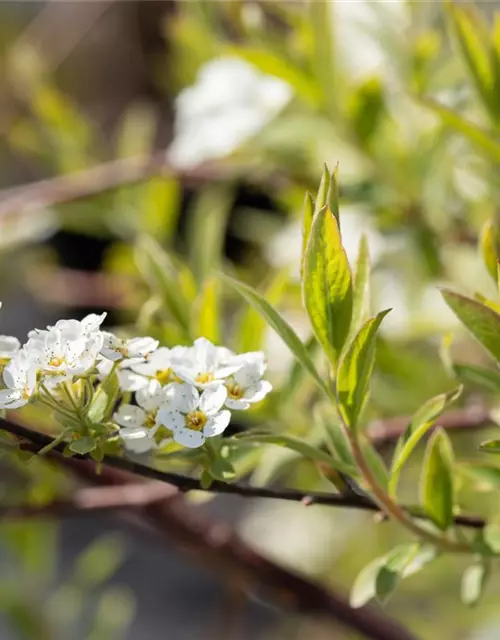 Spiraea x cinerea 'Grefsheim'