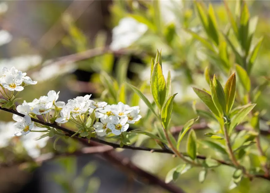 Spiraea x cinerea 'Grefsheim'